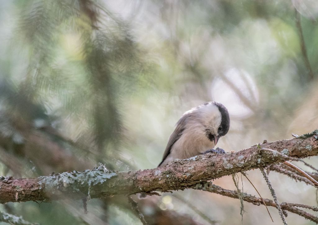 Cincia alpestre (Poecile montanus)